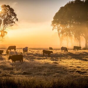 Cattle in the Morning