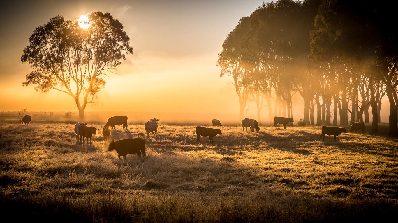 Cattle in the Morning